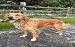 Golden Retriever dogs for sale: Confirmed litter of KC Golden Retriever puppies - Image 3