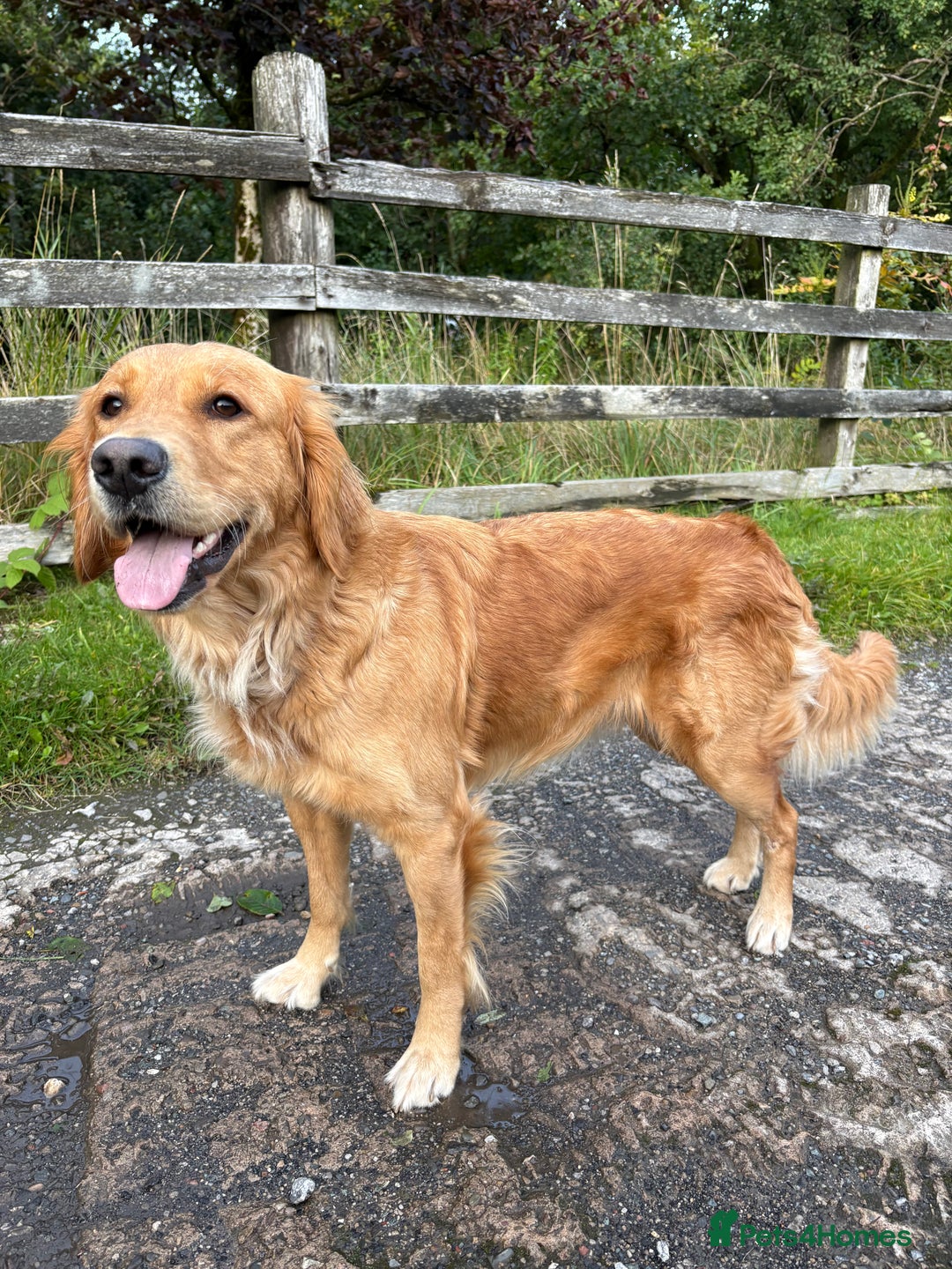 Golden Retriever dogs for sale: Confirmed litter of KC Golden Retriever puppies - Image 3