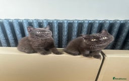 British Shorthair cats for sale: READY NOW GCCF REG CHUNKY CHOCOLATE  BS KITTENS  - Image 2