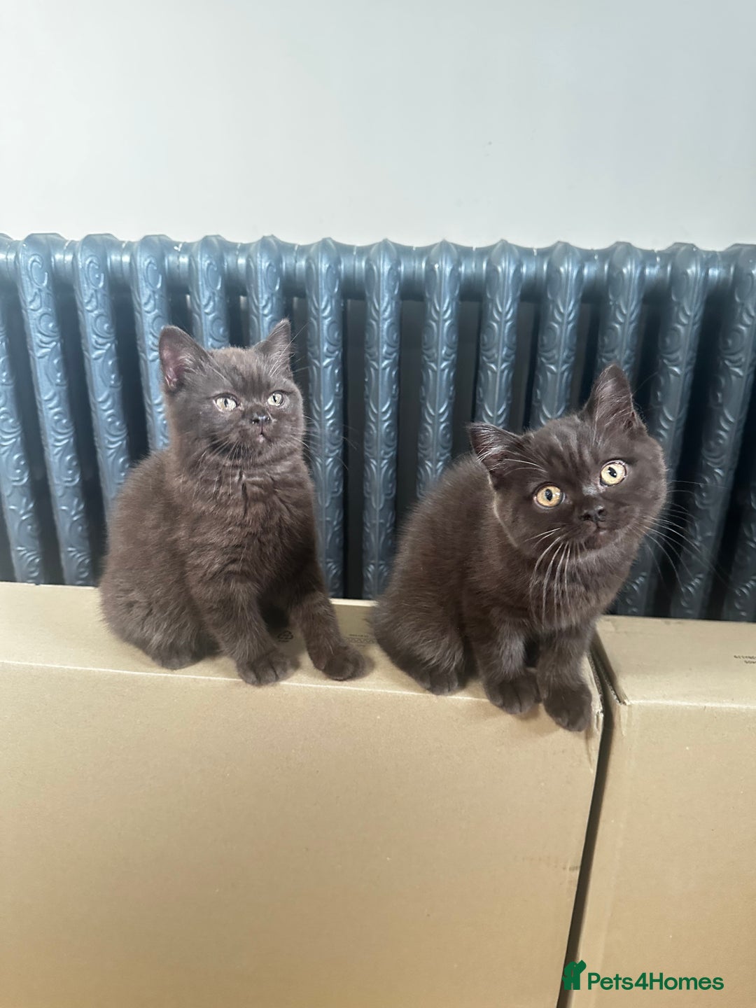 British Shorthair cats for sale: READY NOW GCCF REG CHUNKY CHOCOLATE  BS KITTENS  - Image 2