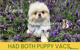 Pekingese dogs for sale: 💙WHITE CREAM BOY💙 - Image 4