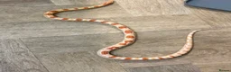 Corn Snake reptiles for sale: Okeetee Male Corn Snake  in Waltham Abbey - Advert 2