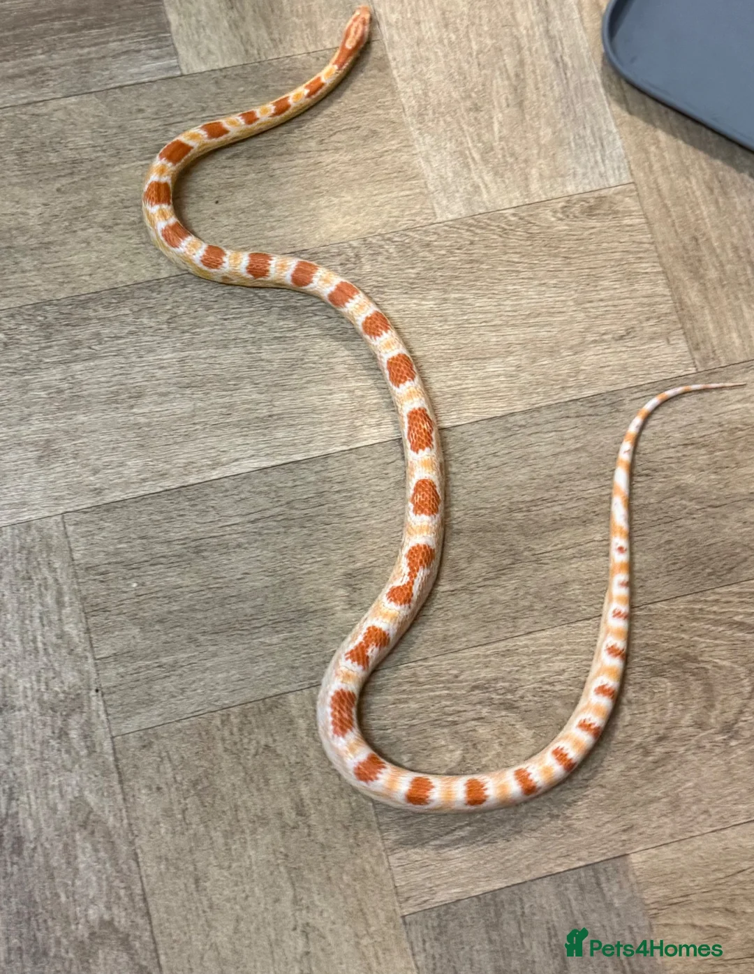 Corn Snake reptiles for sale: Okeetee Male Corn Snake  in Waltham Abbey - Advert 2