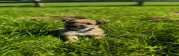 Jackapoo dogs for sale: JACKAPOO PUPPIES FOR SALE in Ilkeston - Advert 4