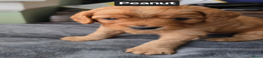 Peanut 