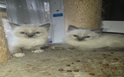 Ragdoll cats for sale: 3 beautiful girls left - Image 6