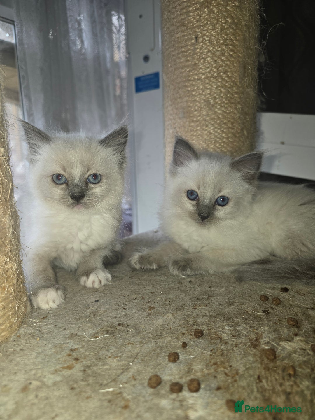 Ragdoll cats for sale: 3 beautiful girls left - Image 6