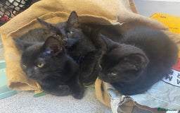 Bengal cats for sale: 3 black and 3 bengal kittens (1 male) - Image 16