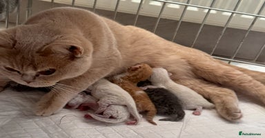 British Shorthair cats - Advert 9