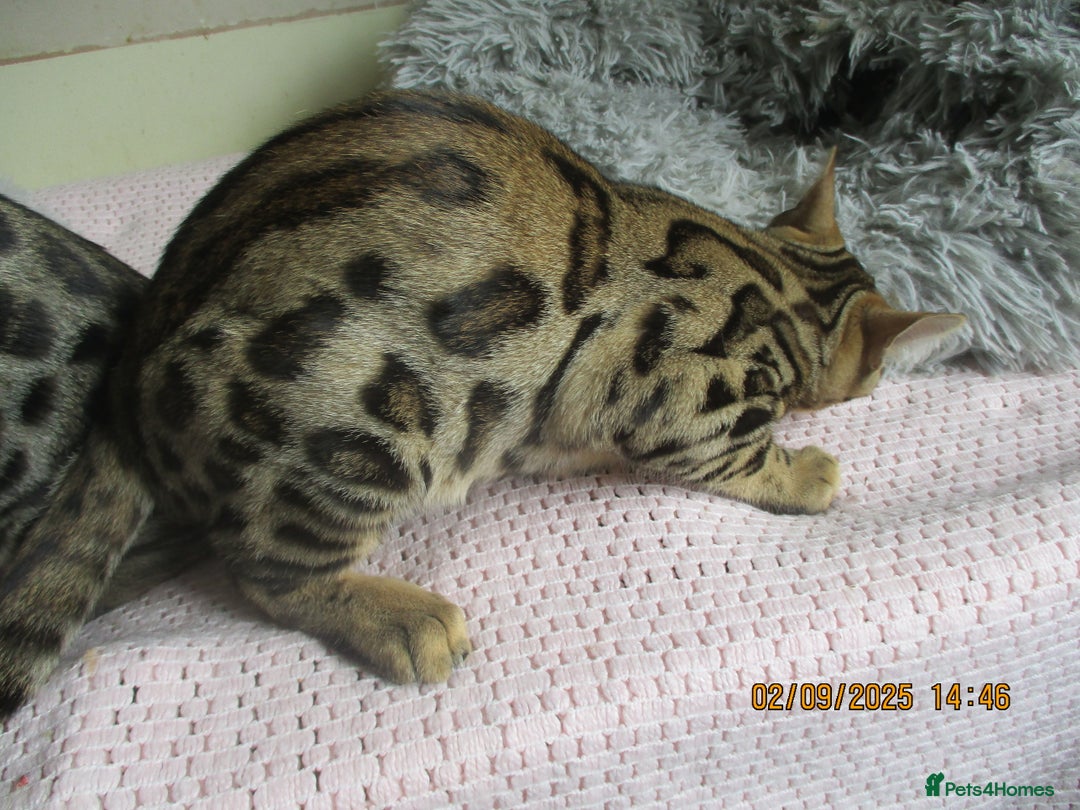 Bengal cats for sale: pedigree male bengals - Image 12