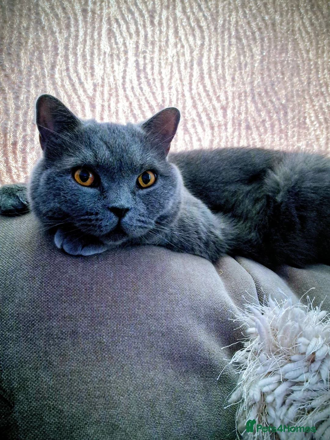 British Shorthair cats for sale: 💗Cuddly Blue BSH Male Looking for Forever Home💗 - Advert 12