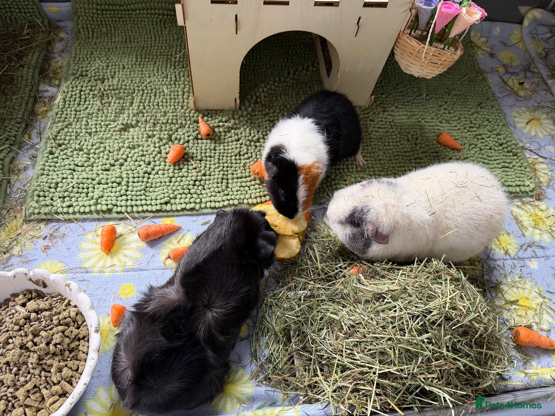 Guinea Pig rodents Trio of female guineapigs  - Advert 17