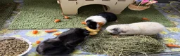 Guinea Pig rodents for sale: Trio of female guineapigs  in Wickford - Advert 1