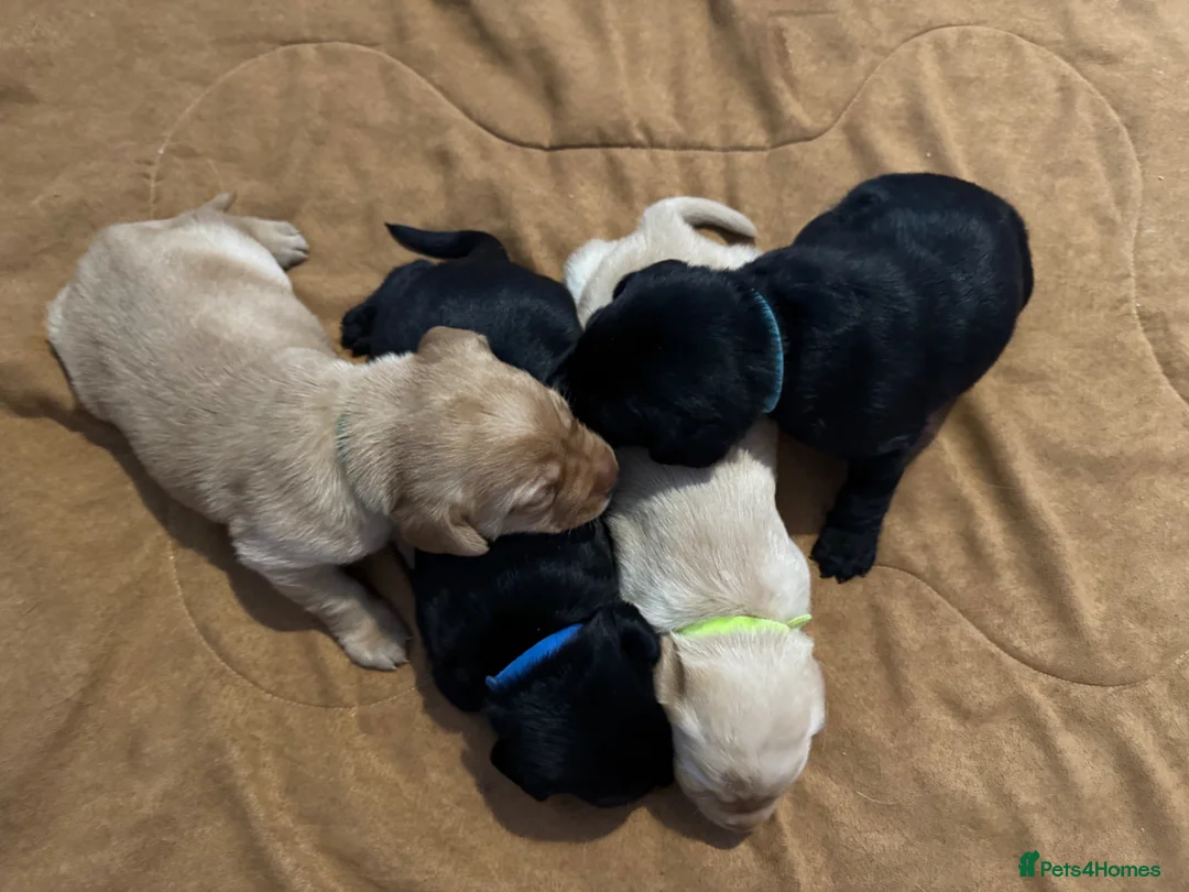 Labrador Retriever dogs for sale: Beautiful purebred Labrador puppies  in Wantage - Advert 14
