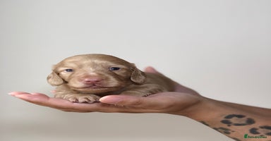 Miniature Dachshund dogs - Advert 16