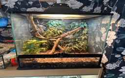 Chameleon reptiles for sale: Mountain horned dragon - Image 4