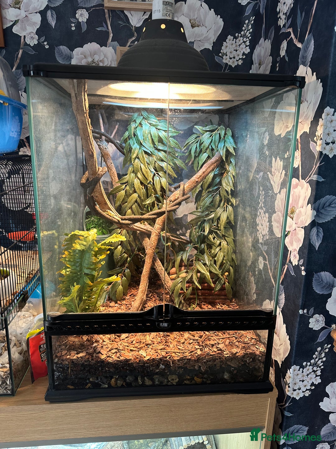Chameleon reptiles for sale: Mountain horned dragon - Image 4