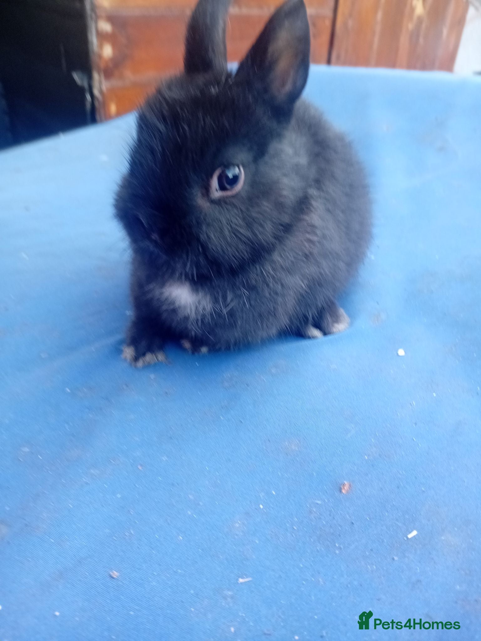 Netherland Dwarf rabbits Netherland dwarf baby's  - Advert 1