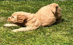 Cockapoo dogs for sale: READY NOW !! ONLY 3 COCKERPOO PUPPIES LEFT !!! in Alfreton - Image 30