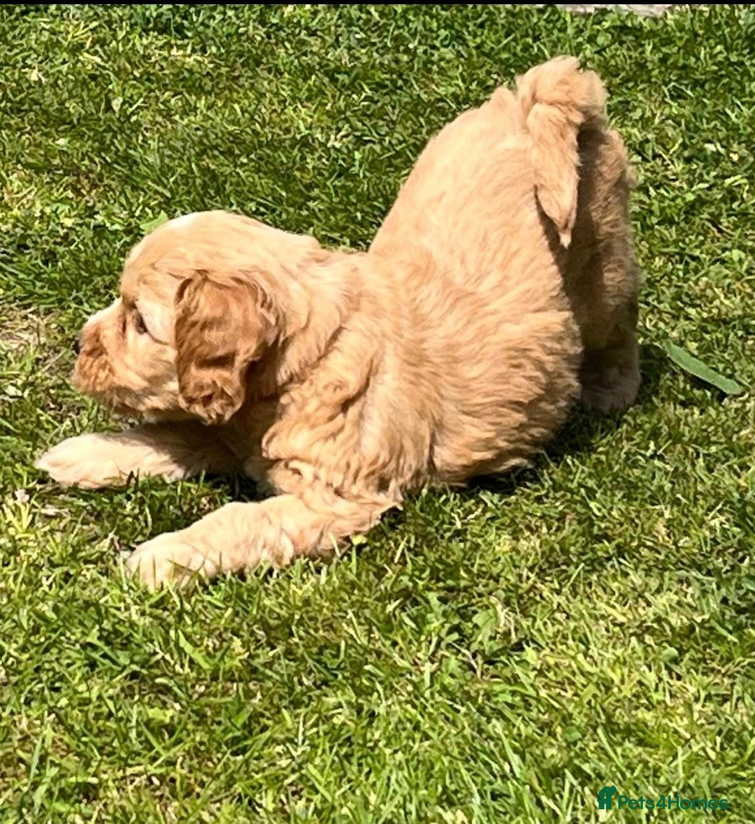 Cockapoo dogs for sale: READY NOW !! ONLY 3 COCKERPOO PUPPIES LEFT !!! in Alfreton - Image 30