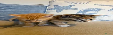 Mixed Breed Kitten 4