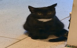 Mixed Breed cats for sale: Black Kitten for Sale – Ready for a New Home - Advert 4