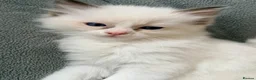 Ragdoll cats for sale: GCCF Ragdoll Kittens Championlines  - Advert 22