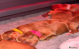 Australian Labradoodle dogs for sale: ✨ Superior Australian Labradoodles - Image 8