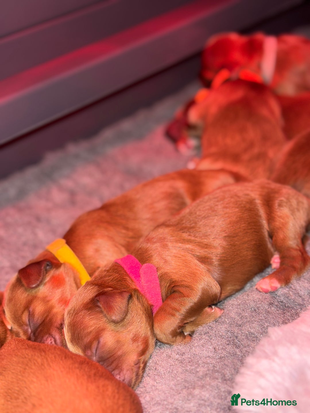 Australian Labradoodle dogs for sale: ✨ Superior Australian Labradoodles - Image 8