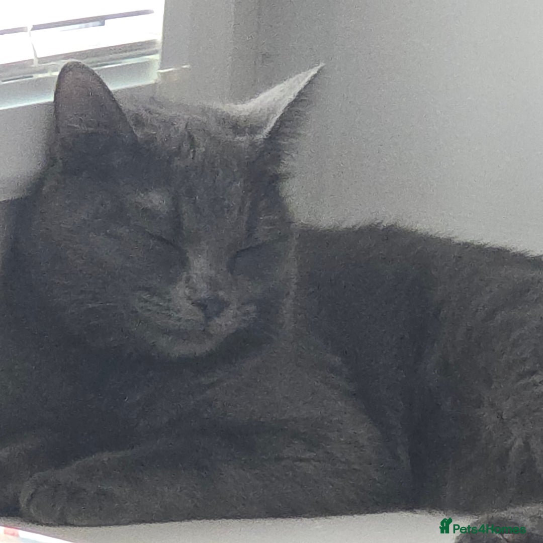 Russian Blue cats for sale: A female grey cat for sale - Image 1