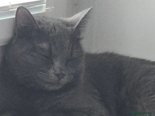 Russian Blue cats - Advert 3