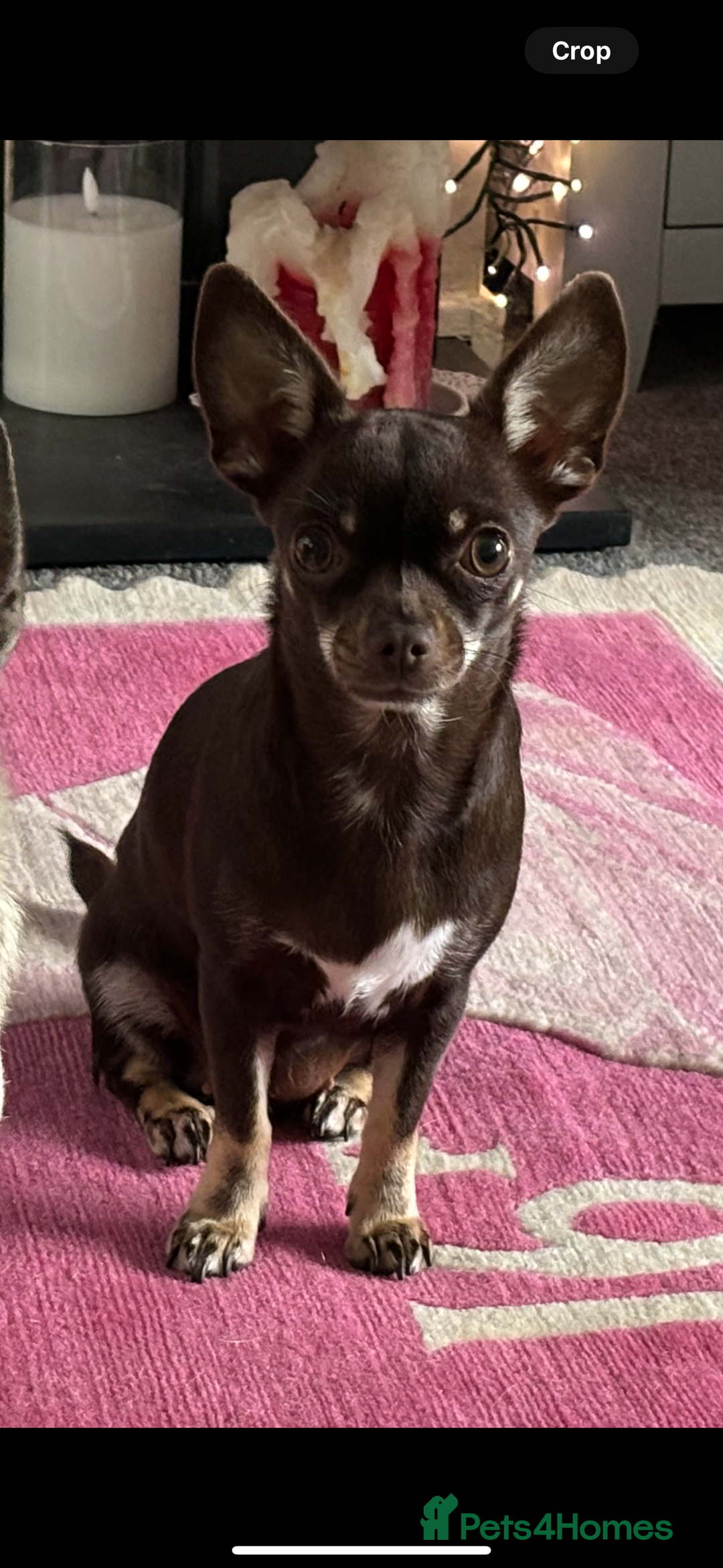 Chihuahua dogs for sale: Cheeky, naughty little chihuahua babies.  - Advert 10