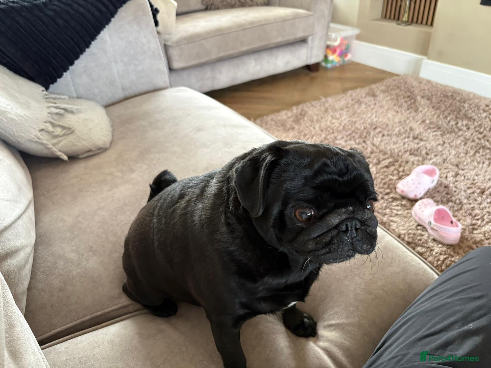 Pug dogs Dora Aged 5 years Old 🌷 🌹  - Advert 4