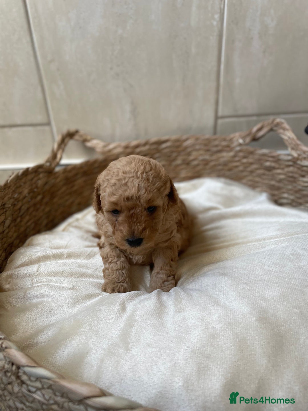 Toy Poodle dogs for sale: 5*Ukrainian toy poodle 1 girl available  - Image 4