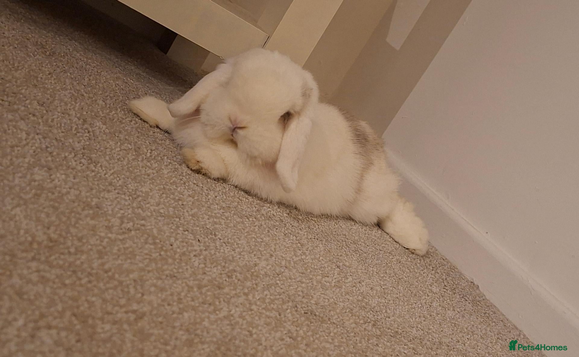 Mini Lop rabbits Lightly marked blue magpie - Advert 1