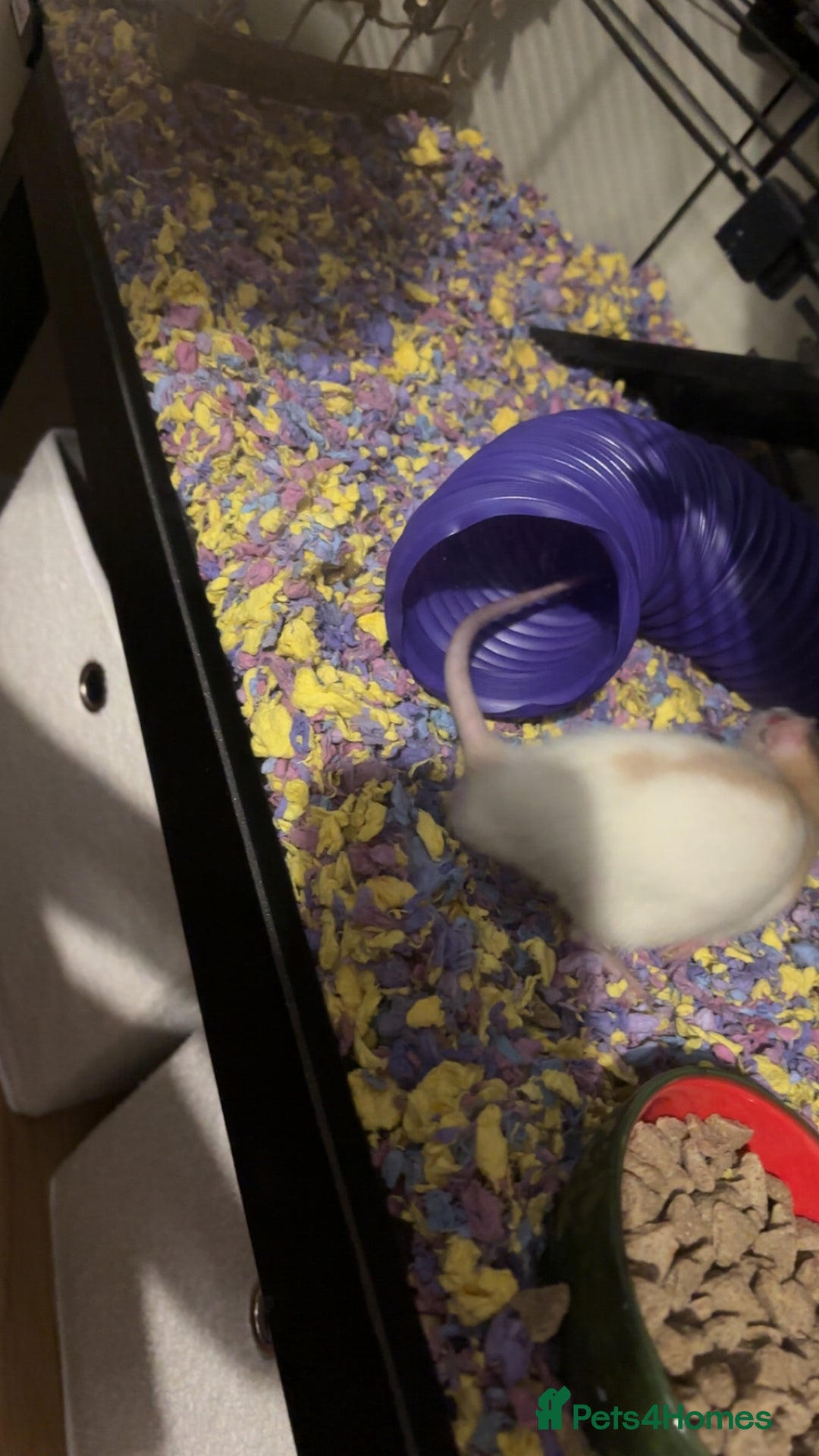 Rat rodents for sale: Two male rats 6 months old - Image 2