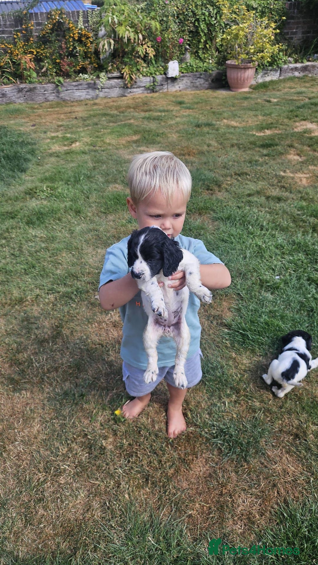 Cocker Spaniel dogs for sale: Cocker Spaniels - Image 21
