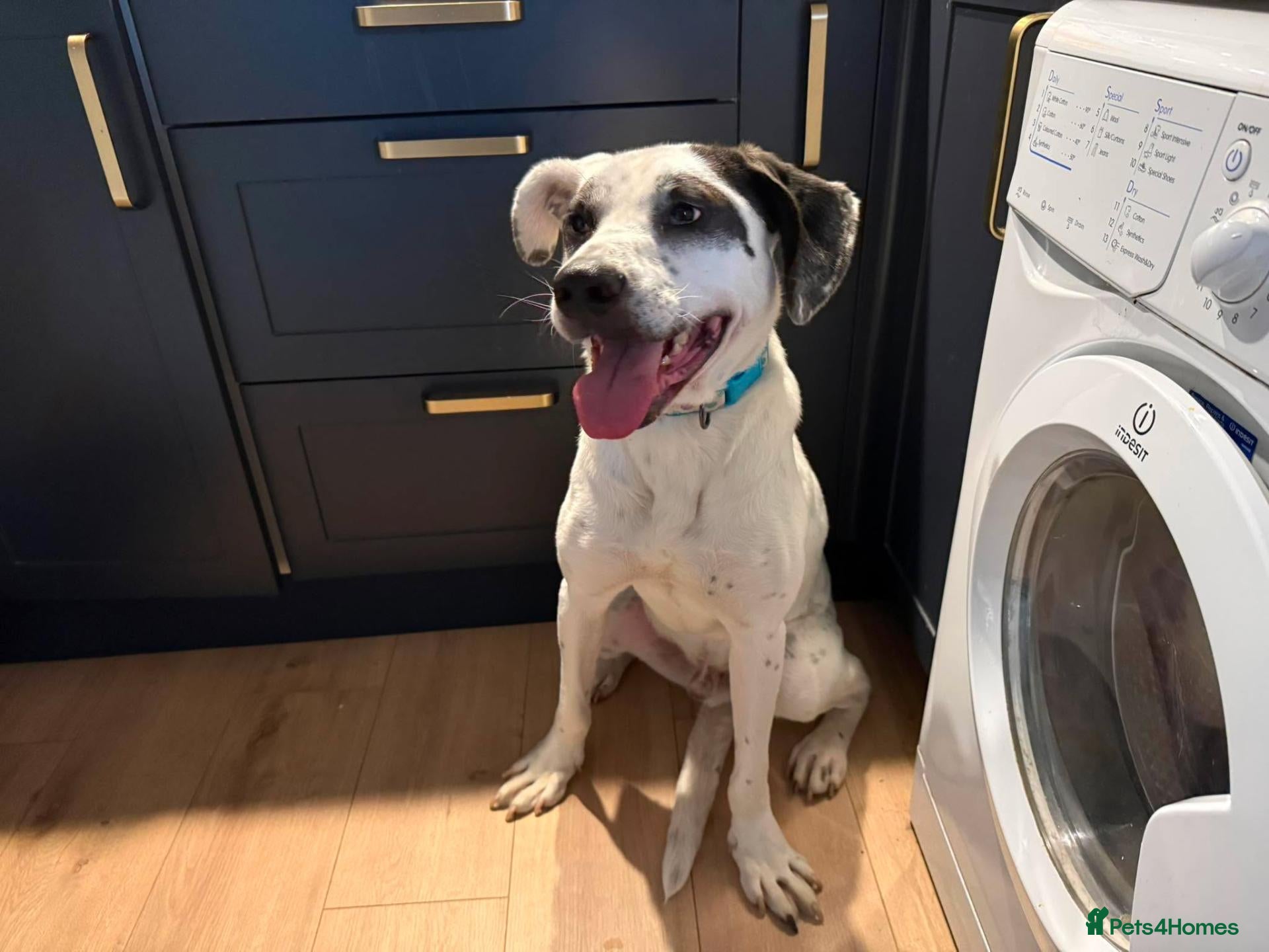 Mixed Breed dogs Flipper for adoption - Advert 1
