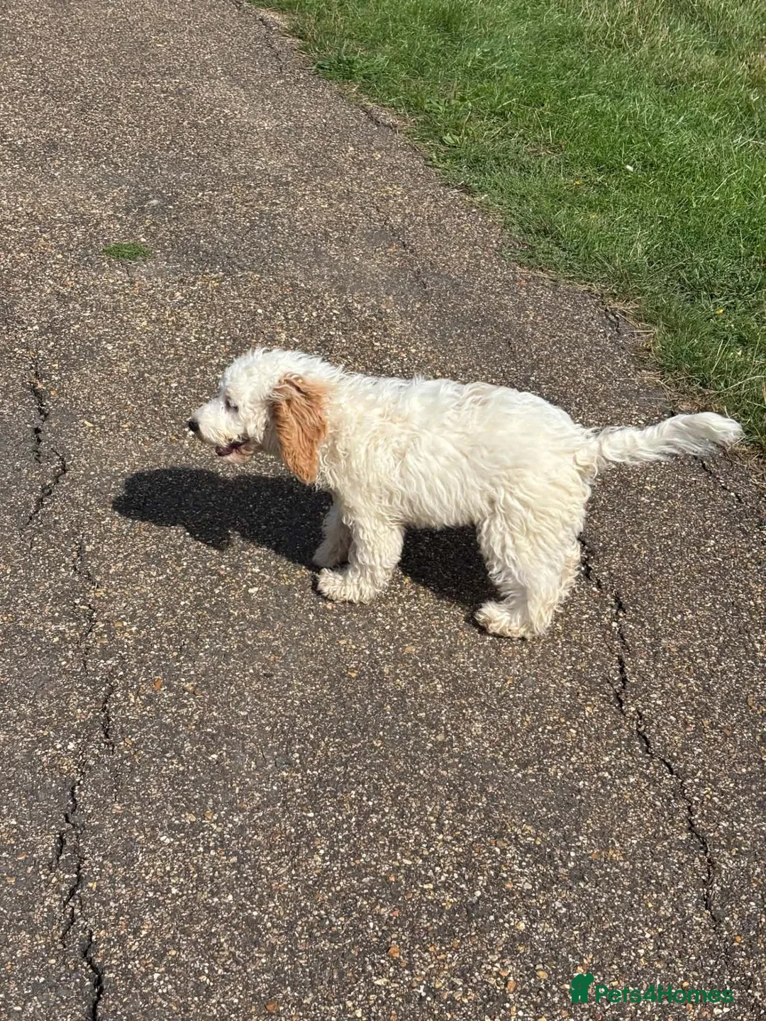Cockapoo dogs for sale: Cockapoo puppy for sale lemon and white - Advert 4