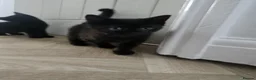 Bombay cats for sale: 2 pure black female kittens  - Advert 6