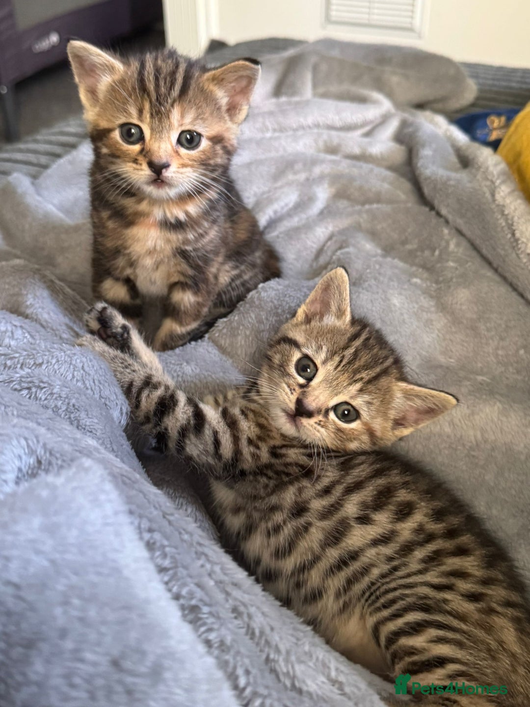 Mixed Breed cats for sale: Cute kittens awaiting a loving forever home  - Image 2
