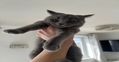 British Shorthair cats - Advert 7