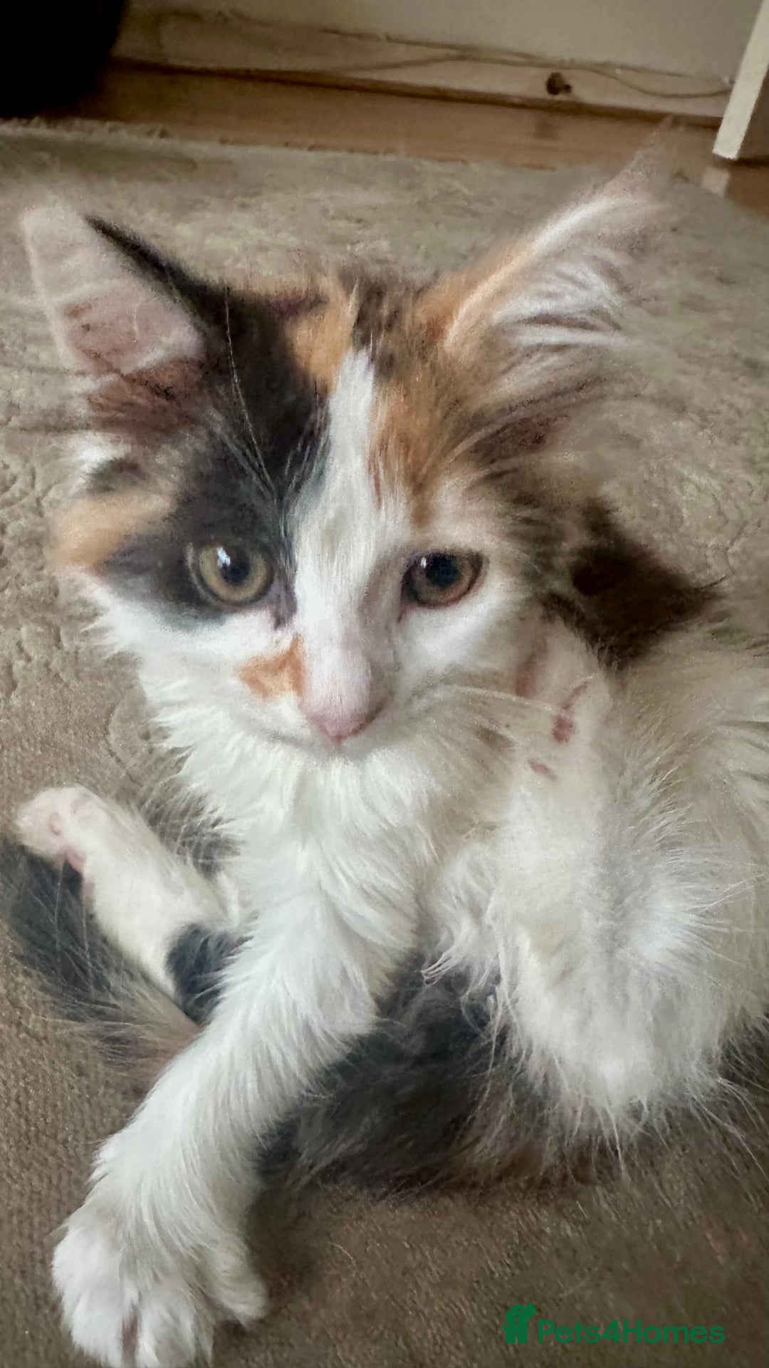 Ragdoll cats for sale: Rare Beautiful Calico ragdoll for sale! - Image 3