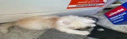 Persian cats for sale: Persian kittens in Rugby - Advert 14