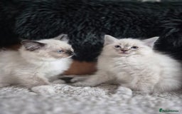 Ragdoll cats for sale: Quality Ragdoll Kittens - Image 5