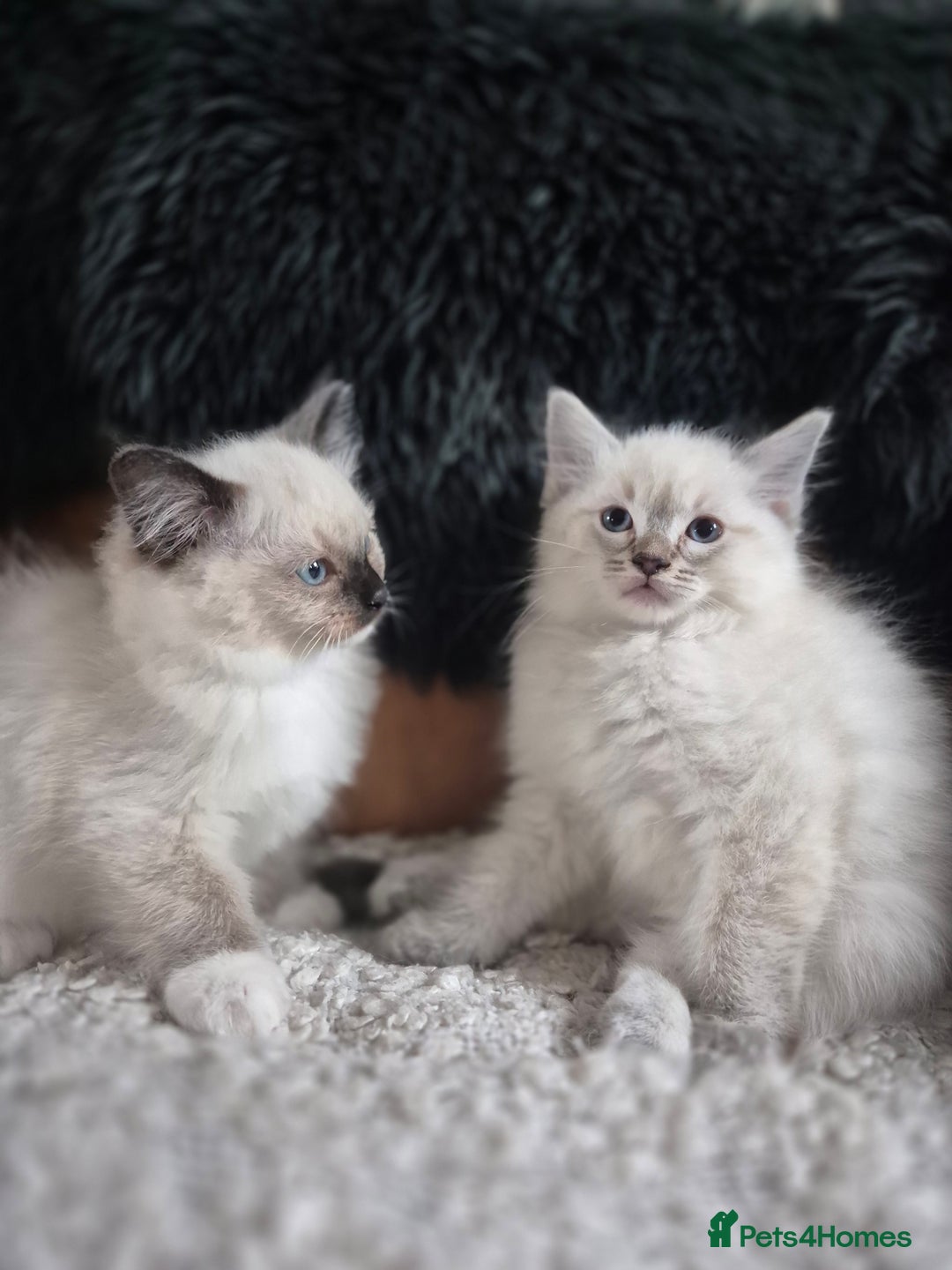 Ragdoll cats for sale: Quality Ragdoll Kittens - Image 5