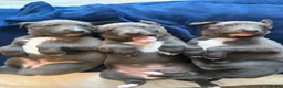 Whippet dogs for sale: Blue and White Whippet Boy and Blue Whippet Boy  in Leamington Spa - Advert 1