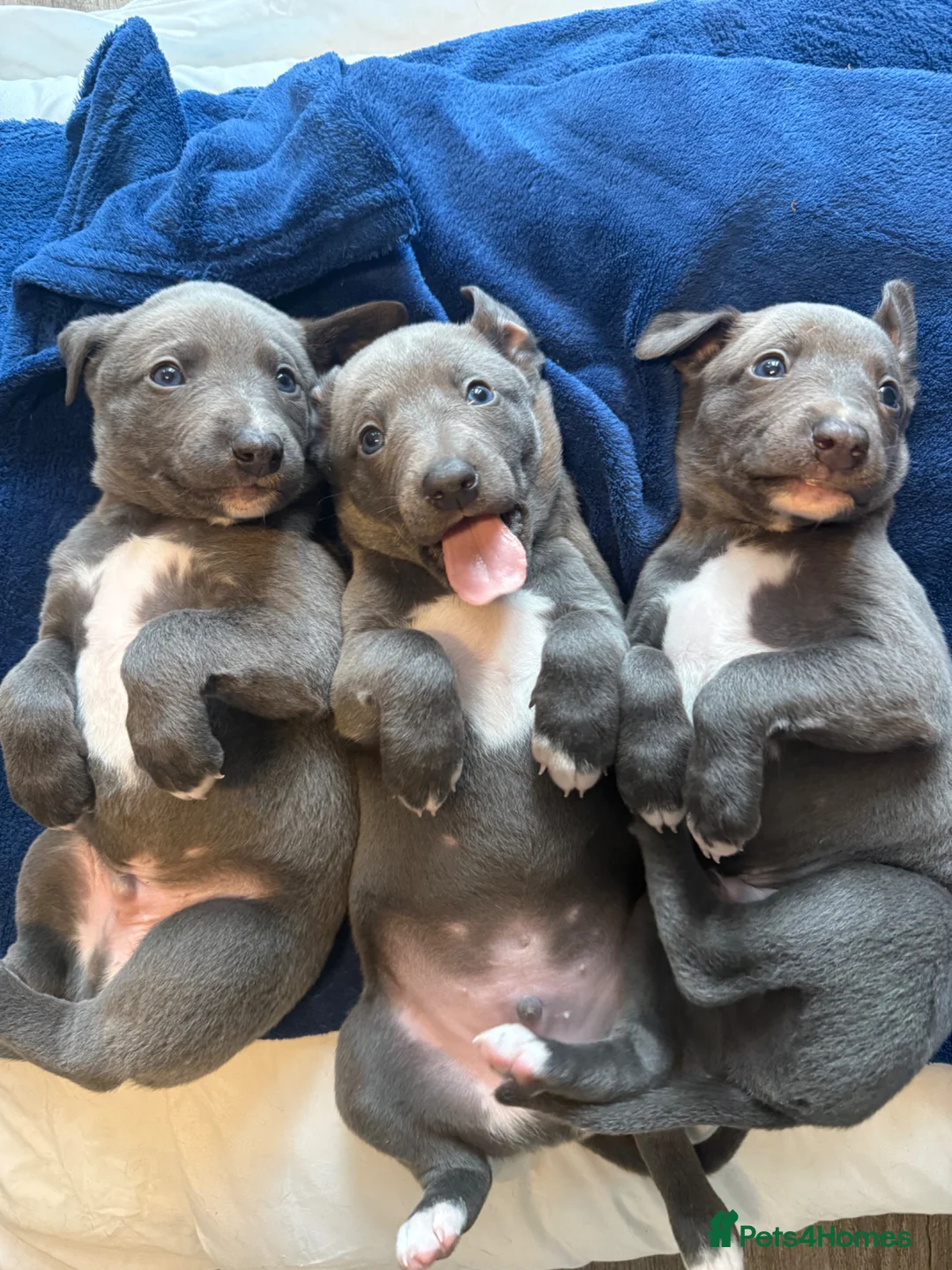 Whippet dogs for sale: Blue and White Whippet Boy and Blue Whippet Boy  in Leamington Spa - Advert 1