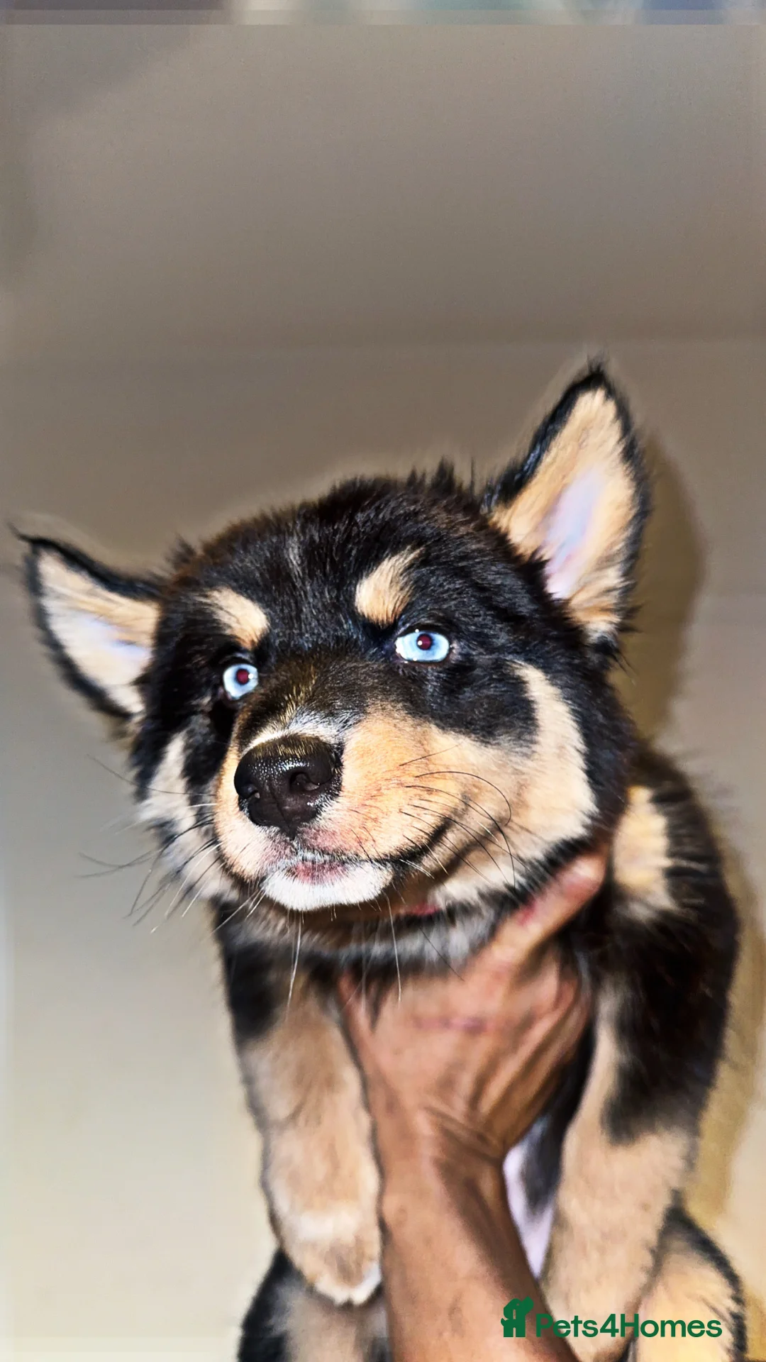 Pomsky dogs for sale: Skye and Sahara  - Advert 14