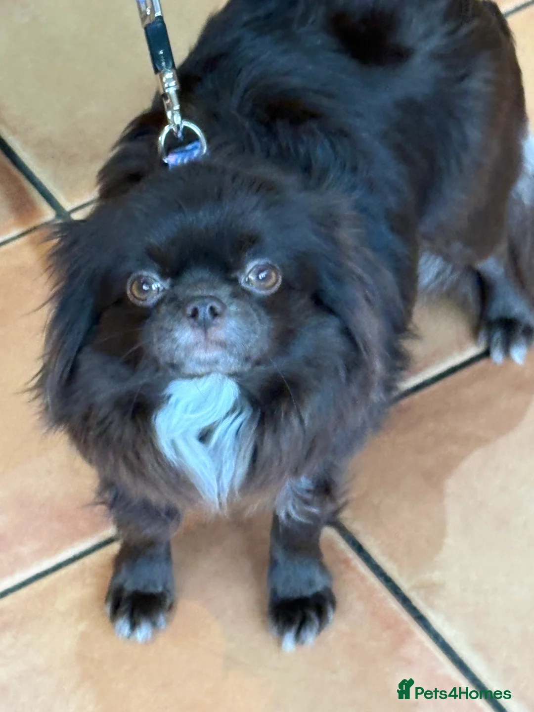 Chihuahua dogs for sale: Russian long hair Chihuahua - Advert 1